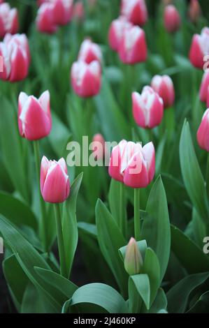 Tulipes roses et blanches (Tulipa) Dutch Design fleurissent dans un jardin en mars Banque D'Images