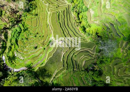 Les rizières, Bali, Indonésie Banque D'Images