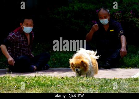 (220412) -- SHANGHAI, le 12 avril 2022 (Xinhua) -- les résidents marchent un chien dans une communauté du district de Songjiang, en Chine orientale, Shanghai, le 12 avril 2022. Shanghai a divisé l'ensemble de la ville en zones appartenant à trois catégories dans le cadre d'efforts ciblés pour surmonter une résurgence locale de COVID-19. Il a désigné 7 624 zones de gestion fermées, 2 460 zones de contrôle restrictives et 7 565 zones de prévention, selon une conférence de presse tenue lundi. (Xinhua/Zhang Jiansong) Banque D'Images