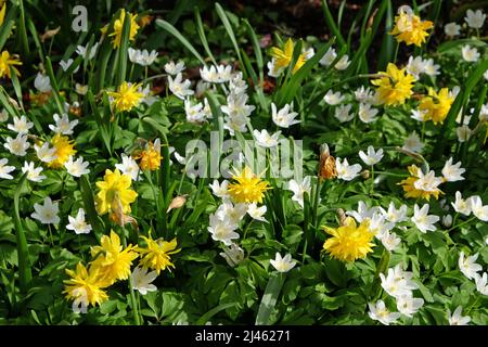 Anémones en bois blanc et Narcissus Tete Boucle en fleur Banque D'Images