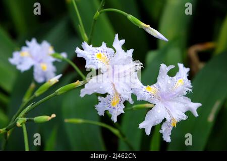 Lilas Iris Japonica, fleur de papillon, en fleur. Banque D'Images