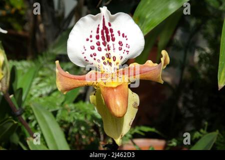 Paphiopedilum gratrixianum ou ladyÕs plante d'orchidée en fleur. Banque D'Images