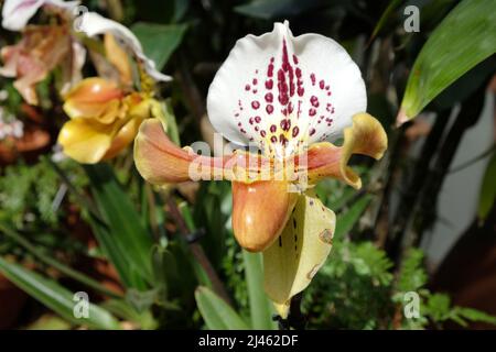 Paphiopedilum gratrixianum ou ladyÕs plante d'orchidée en fleur. Banque D'Images