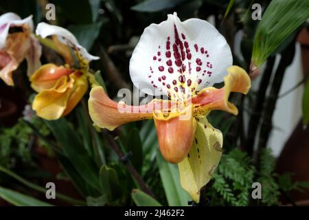 Paphiopedilum gratrixianum ou ladyÕs plante d'orchidée en fleur. Banque D'Images