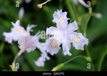 Lilas Iris Japonica, fleur de papillon, en fleur. Banque D'Images