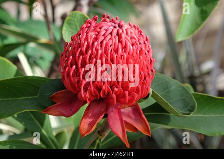 Telope ÔShady Dame CrimsonÕ en fleur. Banque D'Images