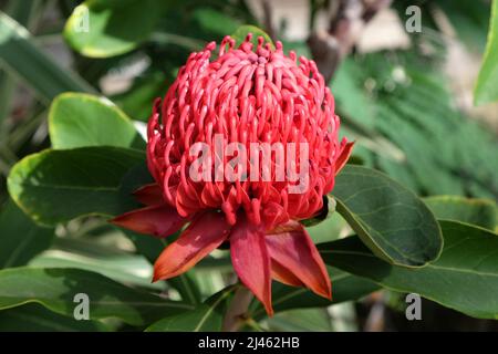 Telope ÔShady Dame CrimsonÕ en fleur. Banque D'Images