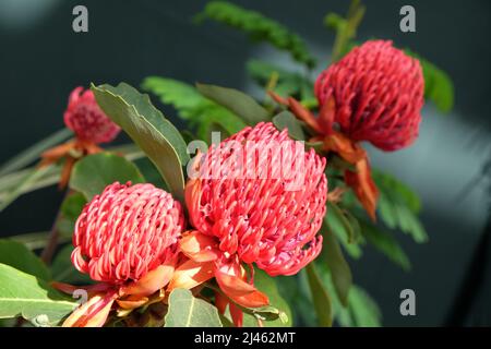 Telope ÔShady Dame CrimsonÕ en fleur. Banque D'Images