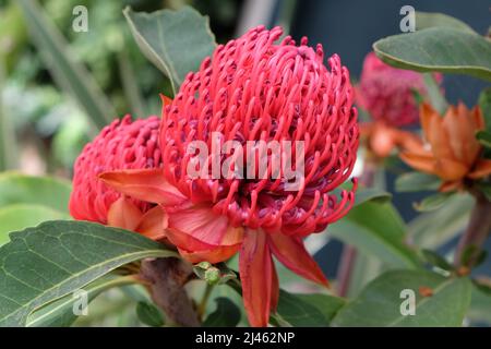 Telope ÔShady Dame CrimsonÕ en fleur. Banque D'Images