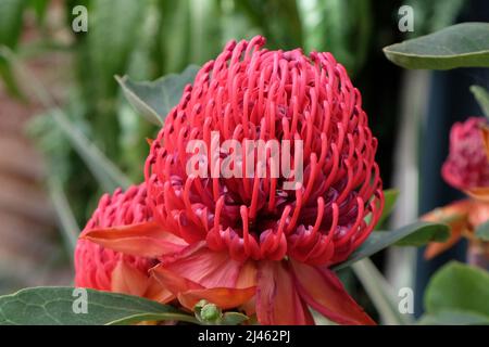 Telope ÔShady Dame CrimsonÕ en fleur. Banque D'Images