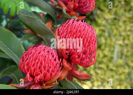 Telope ÔShady Dame CrimsonÕ en fleur. Banque D'Images