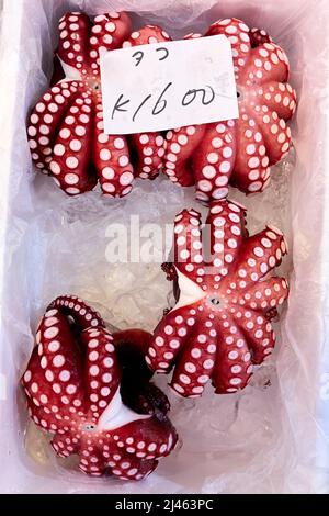Japon. Tokyo. Le marché aux poissons. Poulpe Banque D'Images