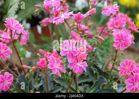 Cotylédon de Lewisia rose en fleur Banque D'Images