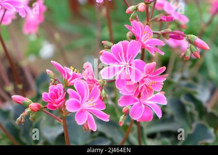 Cotylédon de Lewisia rose en fleur Banque D'Images