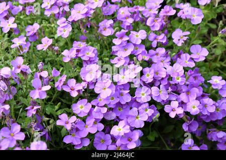 Cresson de roche violette en fleur Banque D'Images