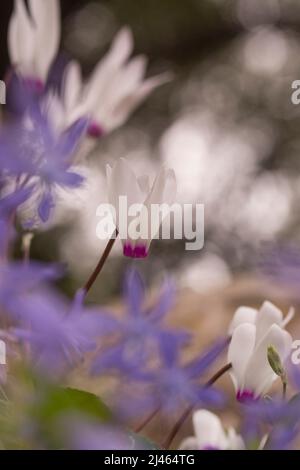 Un groupe de Violets perses à fleurs (Cyclamen persicum). Photographié en Israël en février Banque D'Images