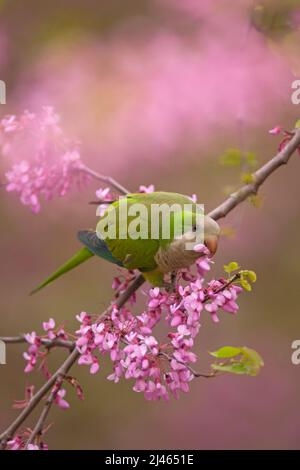 Monk Parakeet, parmi les fleurs mauves d'un Judas-treealso (Cerdis siliquastrum) cet oiseau féral connu sous le nom de Quaker Parrot, (Myiopsitta monachus) O Banque D'Images