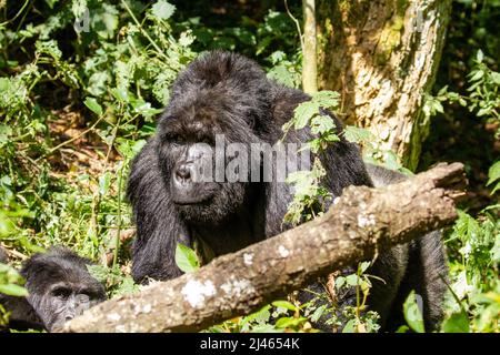 Gorille de montagne (Gorilla beringei beringei) photographiée au parc national de Bwindi impénétrable (BINP) dans le sud-ouest de l'Ouganda, le gorille est Banque D'Images