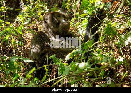 Une troupe de gorilles de montagne (Gorilla beringei beringei) photographiées au parc national impénétrable de Bwindi (BINP), dans le sud-ouest de l'Ouganda, à l'est Banque D'Images