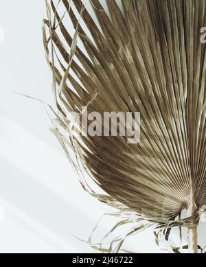 La paume sèche laisse le fond. Gros plan de feuilles de palmier tropicales séchées en forme de ventilateur en plein soleil. Arrière-plan naturel Banque D'Images