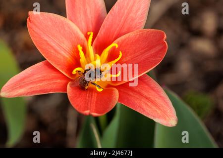 Petite tulipe rouge avec une abeille. Abeille recueille le nectar Banque D'Images