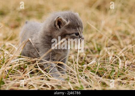 portraitt de chaton gris sur l'herbe de près Banque D'Images