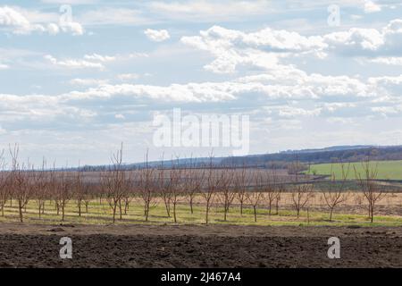 Arbres fruitiers vergers en hiver ou au printemps Banque D'Images