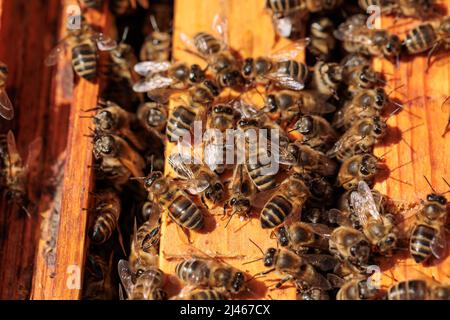 Gros plan extrême de Honey Bee APIs mellifera travailleurs alignés sur le bord d'un cadre de ruche en plastique noir. Banque D'Images