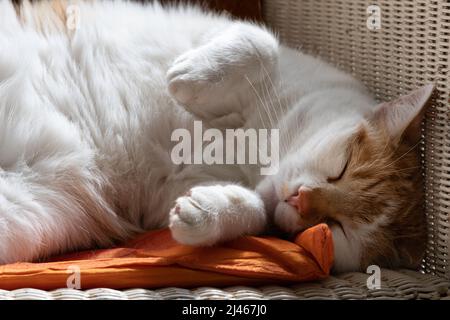Le chat rouge et blanc dort et se fond sur un oreiller orange-rouge dans une chaise Lloyd Loom blanche, paws dehors devant lui Banque D'Images