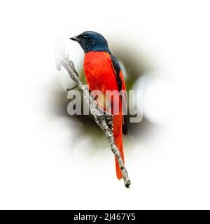 Écarlate mâle Minivet perçant sur une perche regardant dans une distance isolée sur fond rond dégradé flou Banque D'Images