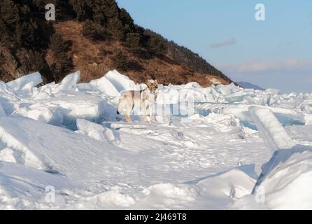 Portrait lumineux d'un chien croisé et d'un loup debout dans la neige au coucher du soleil. Mountans et des buttes de glace sur fond. Magnifique arrière-plan naturel. Banque D'Images