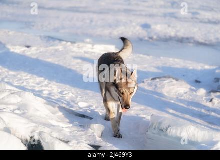Portrait lumineux d'un chien crossbreed et d'un loup marchant sur un lac gelé au coucher du soleil. Mountans et des buttes de glace sur fond. Magnifique arrière-plan naturel. Banque D'Images