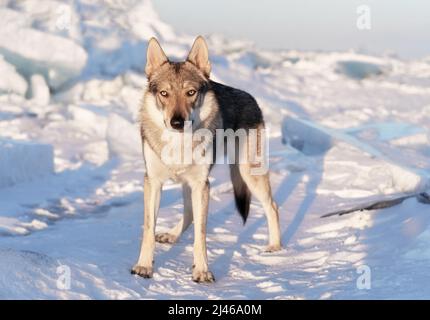 Portrait lumineux d'un chien croisé et d'un loup debout dans la neige au coucher du soleil. La glace bourdonne sur l'arrière-plan. Magnifique arrière-plan naturel. Banque D'Images