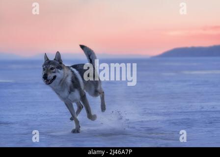 Portrait d'un chien crossbreed et d'un loup qui coulent sur un lac gelé au coucher du soleil. Mountans en arrière-plan. Magnifique arrière-plan naturel. Banque D'Images