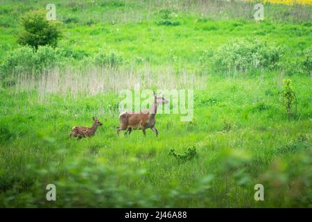 Un arrière et un jeune cerf rouge courant à travers un pré Banque D'Images