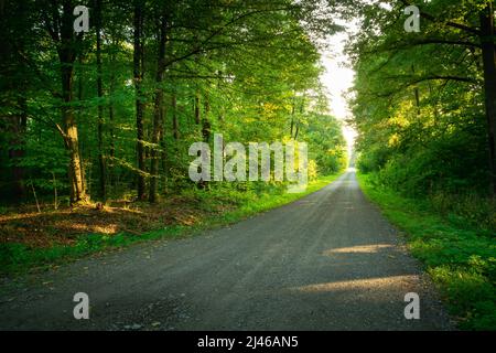 Longue route de gravier à travers une forêt dense et verte Banque D'Images