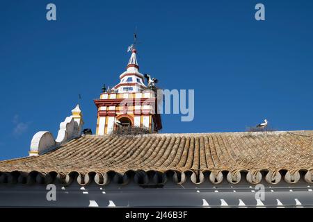 L'église catholique de Castilblanco de los Arroyos, Séville, Espagne. Les cigognes nichent sur le clocher Banque D'Images