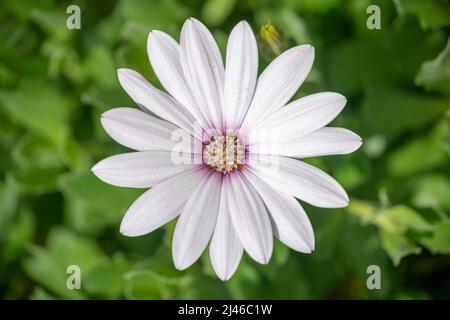 Vue de dessus d'une ostéopémaman blanche (Marguerite africaine) dans un jardin Banque D'Images