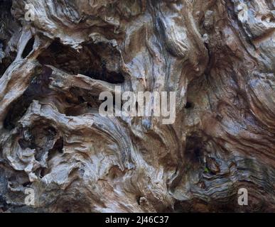 Gros plan de la texture du bois flotté torsadé Banque D'Images