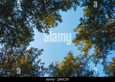 Ciel bleu à travers les arbres Banque D'Images