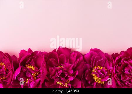 Composition des fleurs. Bordure en fleurs de pivoine rose sur fond rose. Flat lay. Vue de dessus avec espace de copie Banque D'Images