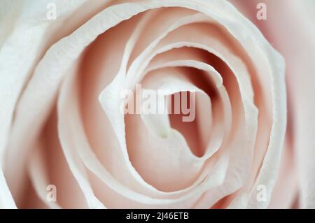 Fragment de fleur de rose, prise de vue macro, mise au point locale Banque D'Images