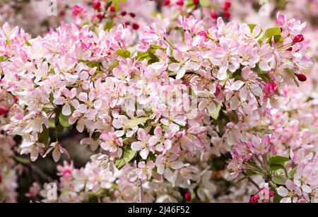 Gros plan de la fleur d'Apple asiatique, alias crabe chinois ou pomme à fleurs chinoise, Malus spectabilis, floraison abondante au printemps; au Royaume-Uni Banque D'Images