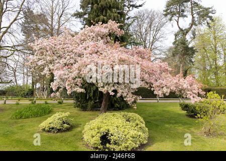 Pomme asiatique en fleur, alias crabe chinois ou pomme à fleurs chinoise, Malus spectabilis, floraison au printemps, Worcestershire UK Banque D'Images
