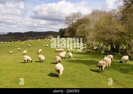 Moutons Royaume-Uni; troupeau de moutons dans le champ, pâturage au printemps; ferme de moutons dans la campagne des Cotswolds près de Broadway, Worcestershire Royaume-Uni Banque D'Images