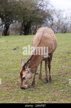 Faune britannique ; Red Deer UK ; une femelle adulte de cerf rouge, Cervus elaphus, alias a Hind, paître dans un champ, Worcestershire UK Banque D'Images