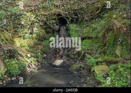 Pollution due à la conduite d'évacuation des eaux usées non traitées dans un affluent de la Gwendraeth Fawr, Trimsaran, Carmarthenshire, pays de Galles, Royaume-Uni. Lit d'eau est Banque D'Images