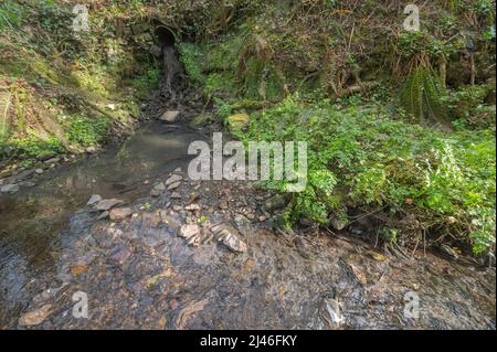 Pollution due à la conduite d'évacuation des eaux usées non traitées dans un affluent de la Gwendraeth Fawr, Trimsaran, Carmarthenshire, pays de Galles, Royaume-Uni. Lit d'eau est Banque D'Images