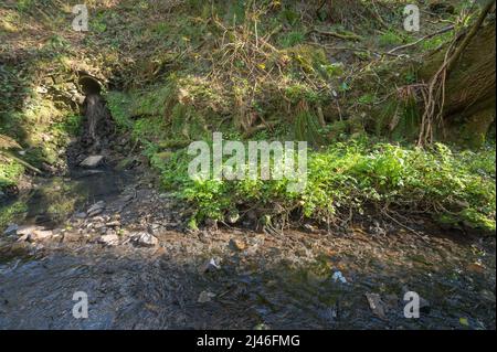 Pollution due à la conduite d'évacuation des eaux usées non traitées dans un affluent de la Gwendraeth Fawr, Trimsaran, Carmarthenshire, pays de Galles, Royaume-Uni. Lit d'eau est Banque D'Images