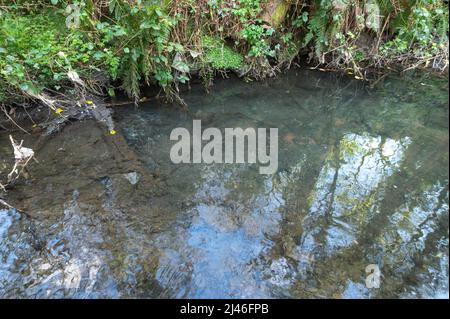 Pollution due à la conduite d'évacuation des eaux usées non traitées dans un affluent de la Gwendraeth Fawr, Trimsaran, Carmarthenshire, pays de Galles, Royaume-Uni. Lit d'eau est Banque D'Images